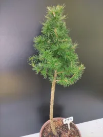 drzewko-bonsai-zywe-modrzew-europejski-larix-decidua-prezent-10-letni-174