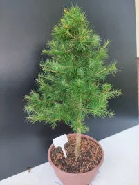 zywe-drzewko-bonsai-modrzew-europejski-larix-decidua-prezent-10-letni-178