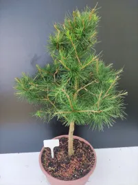 zywe-drzewko-bonsai-modrzew-europejski-larix-decidua-prezent-10-letni-175