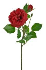 roza-z-pakiem-galazka-czerwona