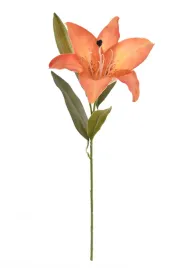 lilia-galazka-z-pakiem-herbaciana