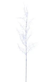 asparagus-plumosus-galazka-niebieska