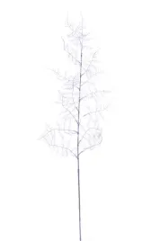 asparagus-plumosus-galazka-fioletowa