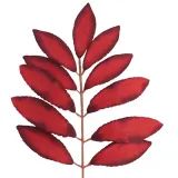 lisc-laurowy-czerwony-12-szt