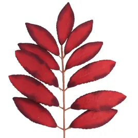 lisc-laurowy-czerwony-12-szt