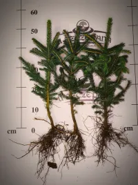 swierk-srebrny-picea-pungens-glauca-sadzonka-5060-cm-55-zl-szt