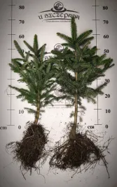 swierk-srebrny-6070-cm-picea-pungens-glauca-sadzonka-choinkowa