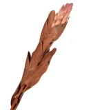protea-rozowa-z-lisciem