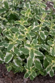mieta-variegata-mentha-rotundifolia