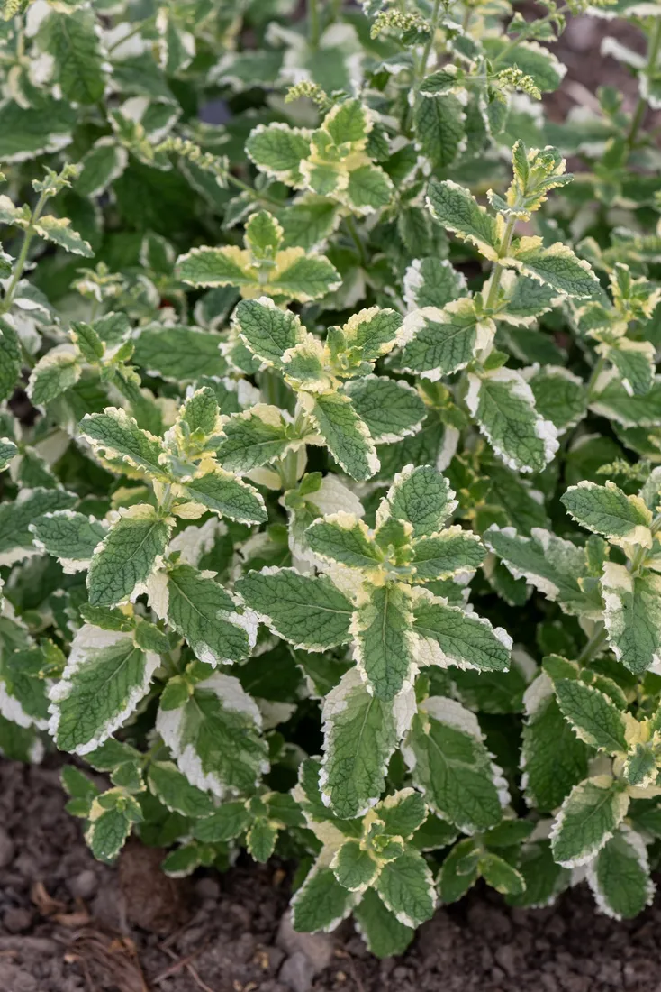 mieta-variegata-mentha-rotundifolia