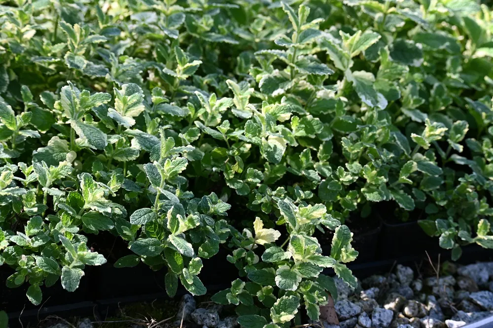 mieta-variegata-mentha-rotundifolia-styl-ogrod-nowoczesny