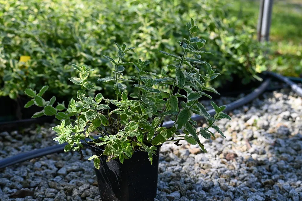mieta-variegata-mentha-rotundifolia