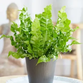 paprotka-asplenium-nidus-crispy-wave-paproc-karbowana-zanokcica-gniazdowa