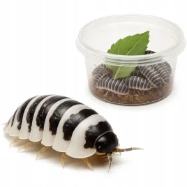 10-szt-cubaris-panda-king-isopody-krolewskie-do-terrarium-or-dla-wymagaja
