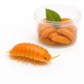 10-szt-porcellio-laevis-orange-or-isopody-pomaranczowe-do-terrarium-or-ekipa