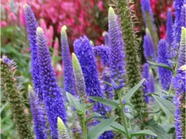 przetacznik-niebieski-first-glory-kwitnaca-bylina-sadzonka-p9