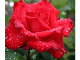 roza-wielkokwiatowa-grande-amore-sadzonka-w-doniczce-p11-ciemnoczerwona