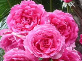 roza-pnaca-pink-cloud-sadzonka-w-doniczce-p11-rozowe-kwiaty