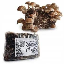 shiitake-gotowe-podloze-do-uprawy-3-kg-firmy-smaki-na-boczniaki