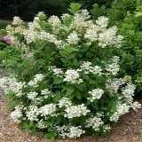 hydrangea-p-early-harry-hpopr018-pbr