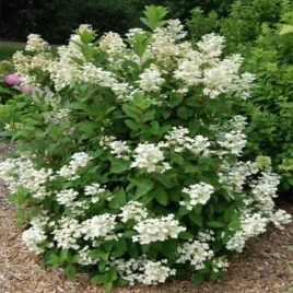hydrangea-p-early-harry-hpopr018-pbr