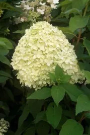 hydrangea-p-limelight-pbr