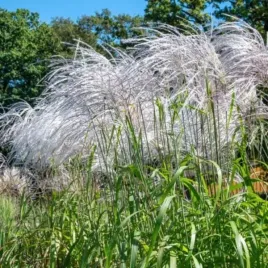 miscanthus-sinensis-memory-miskant-trawa-ozdobna-do-ogrodu