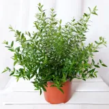 mirt-myrtus-communis-don-13cm