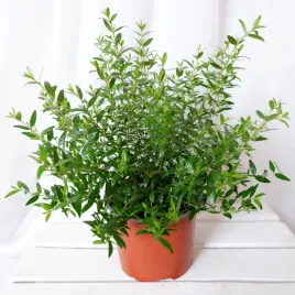 mirt-myrtus-communis-don-13cm
