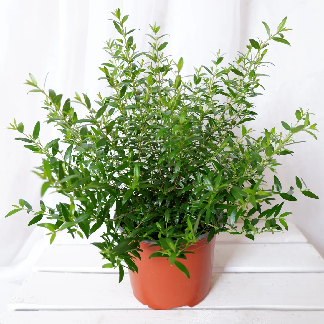 mirt-myrtus-communis-don-13cm-rodzaj-rosliny-rosliny-zielone