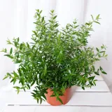 mirt-myrtus-communis-don-13cm-rodzaj-rosliny-rosliny-zielone