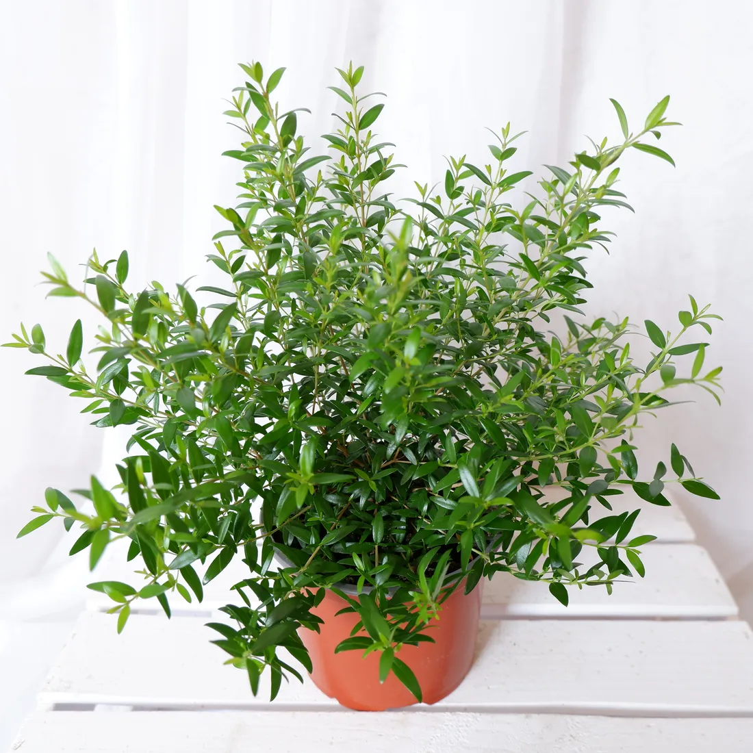 mirt-myrtus-communis-don-13cm