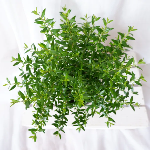 mirt-myrtus-communis-don-13cm-waga-z-opakowaniem-1-kg