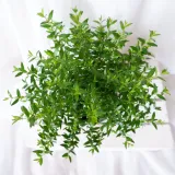 mirt-myrtus-communis-don-13cm-waga-z-opakowaniem-1-kg