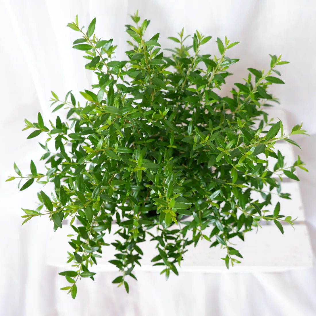 mirt-myrtus-communis-don-13cm-rodzaj-rosliny-rosliny-zielone