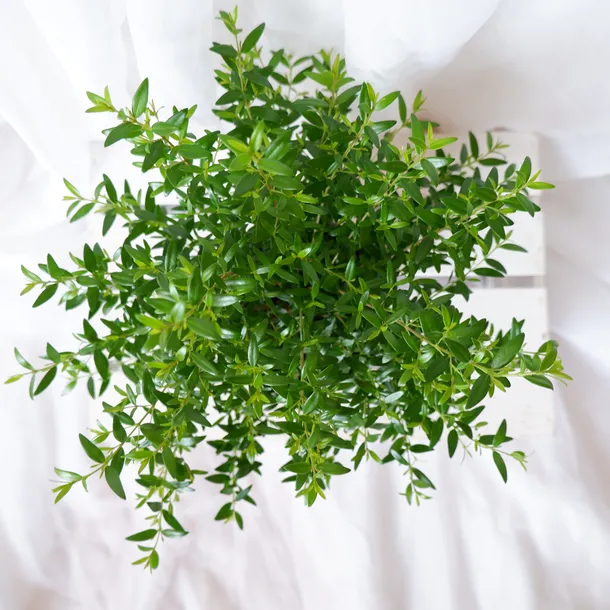 mirt-myrtus-communis-don-13cm-roslina-w-postaci-sadzonka-w-pojemniku-05-1l