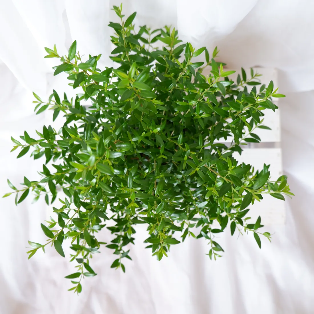 mirt-myrtus-communis-don-13cm