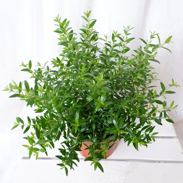 mirt-myrtus-communis-don-13cm-wysokosc-sadzonki-30-cm