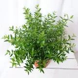 mirt-myrtus-communis-don-13cm-wysokosc-sadzonki-30-cm