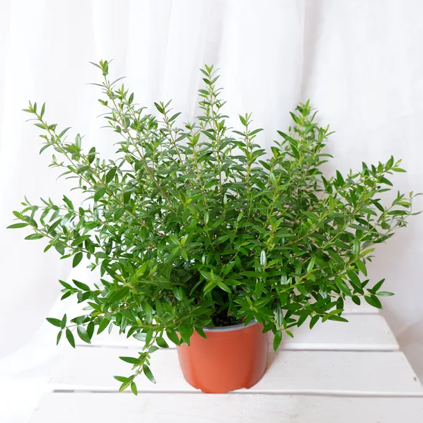 mirt-myrtus-communis-don-13cm-odmiana-mirt