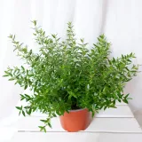 mirt-myrtus-communis-don-13cm-odmiana-mirt