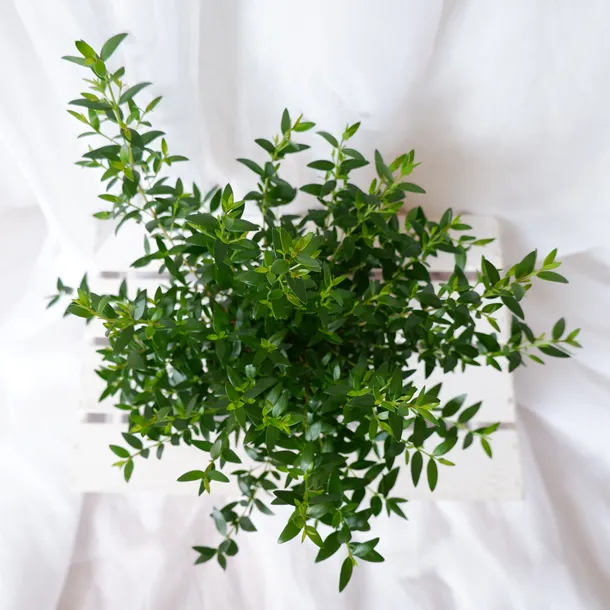 mirt-myrtus-communis-don-13cm-numer-paszportu-sekcja-c-24024644am