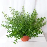 mirt-myrtus-communis-don-13cm-nazwa-lacinska-myrtus-communis