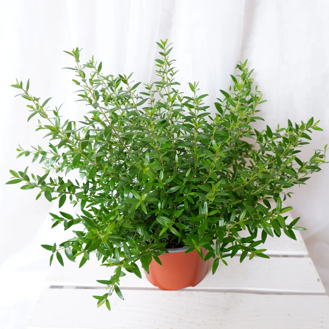 mirt-myrtus-communis-don-13cm