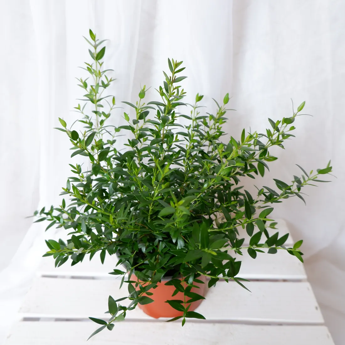 mirt-myrtus-communis-don-13cm-rodzaj-rosliny-rosliny-zielone