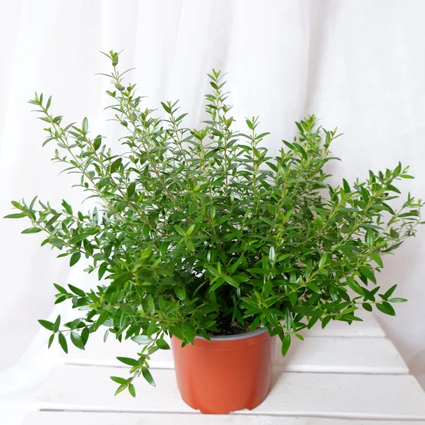 mirt-myrtus-communis-don-13cm-rodzaj-rosliny-rosliny-zielone-waga-z-opakowaniem-1-kg