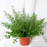mirt-myrtus-communis-don-13cm-rodzaj-rosliny-rosliny-zielone-waga-z-opakowaniem-1-kg