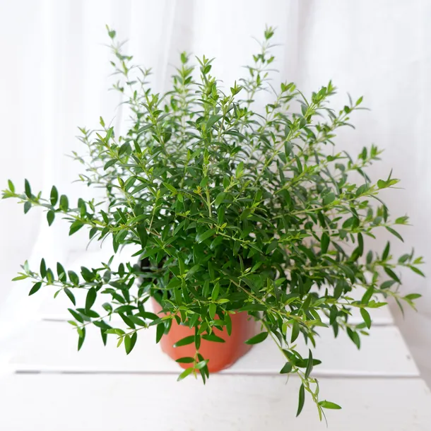 mirt-myrtus-communis-don-13cm-rodzaj-rosliny-rosliny-zielone-roslina-w-postaci-sadzonka-w-pojemniku-05-1l