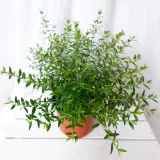 mirt-myrtus-communis-don-13cm-rodzaj-rosliny-rosliny-zielone-roslina-w-postaci-sadzonka-w-pojemniku-05-1l