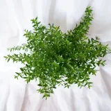 mirt-myrtus-communis-don-13cm-rodzaj-rosliny-rosliny-zielone-wysokosc-sadzonki-30-cm